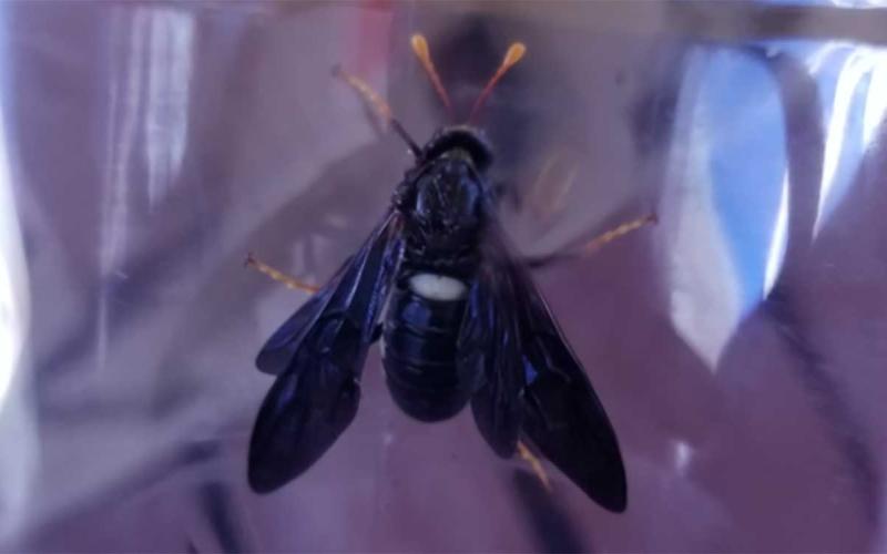 Black insect with a white spot on the back and orange tipped legs and antennae.