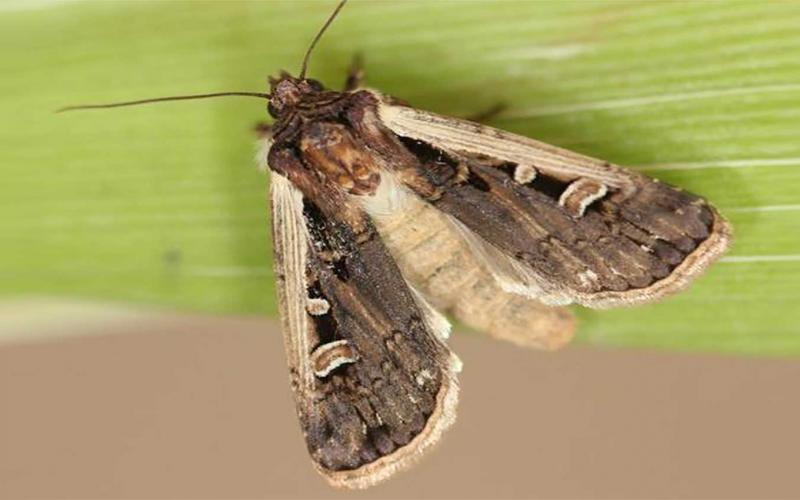 Brown moth with light markings present on a green leaf.