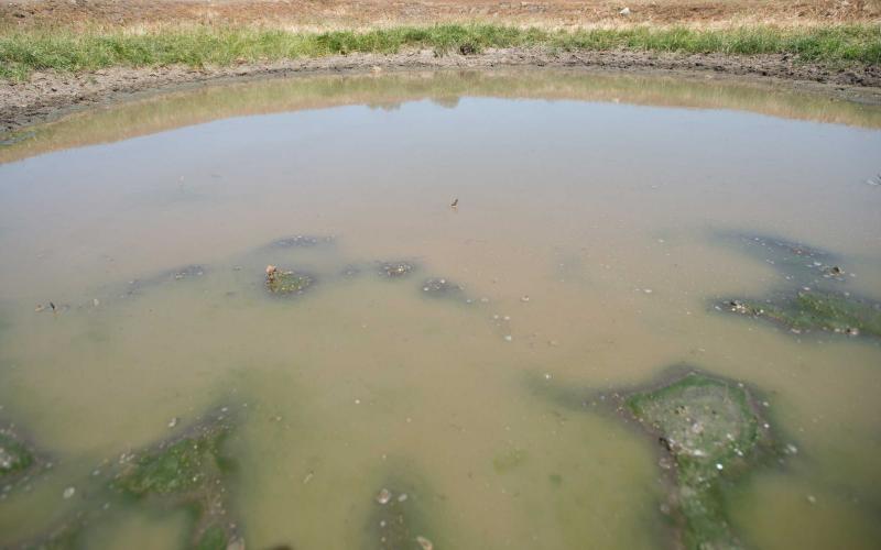 A stock pond with algae blooms developing throughout.