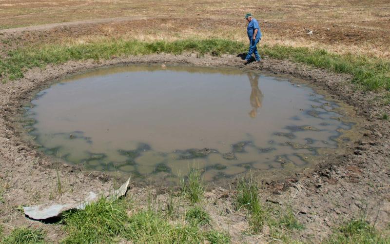 A rancher inspecting the water quality of a small stock pond.