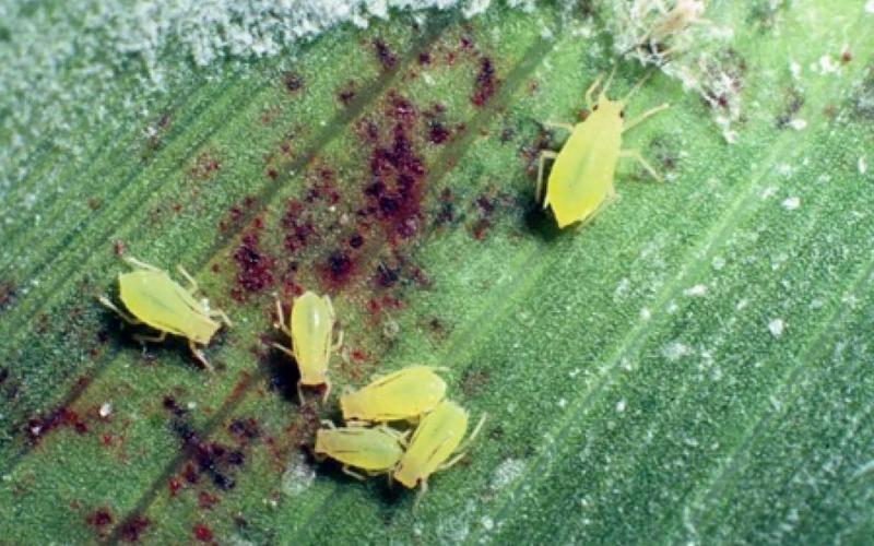 Green, teardrop shaped insects on a green leaf that has dark spots. Courtesy: Alton N. Spark Jr., University of Georgia, Bugwood.org.