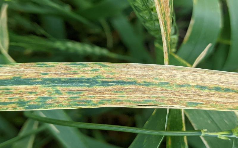 Yellow and brown streaks on a winter wheat leaf indicative of bacterial leaf streak symptoms.
