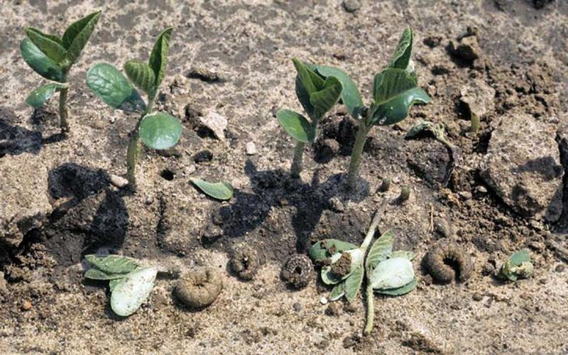 Small soybean plants that have been cut and are laying on the ground. Curled up caterpillars are present near the plants.