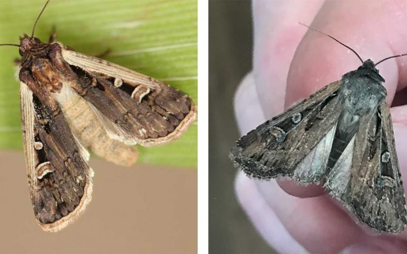 Left: Brown moth with light markings present on a green leaf. Right: Brown moth with light markings present.
