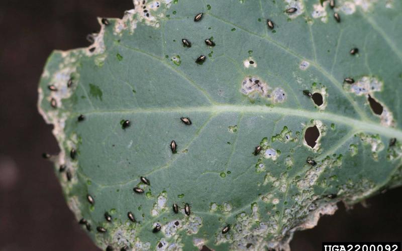 Small black beetles feeding on a green leaf.