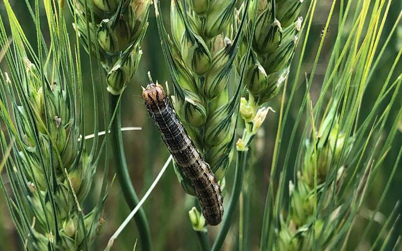 Dark colored caterpillar feeding on wheat head.