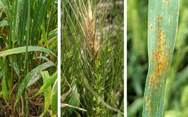 Diseases on three different wheat plants. From the left: powdery mildew, fusarium head blight, and leaf rust.