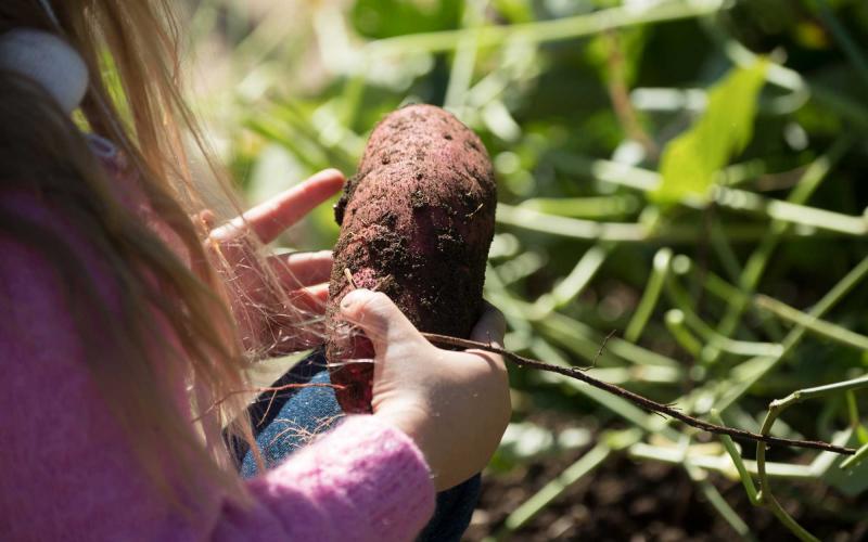 A young girl harvesting a sweet potato.