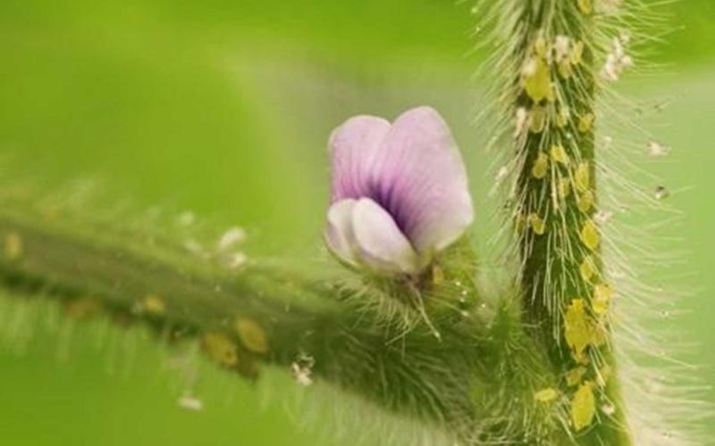 Small, green soybean aphids on a green, soybean stem with pink flower.