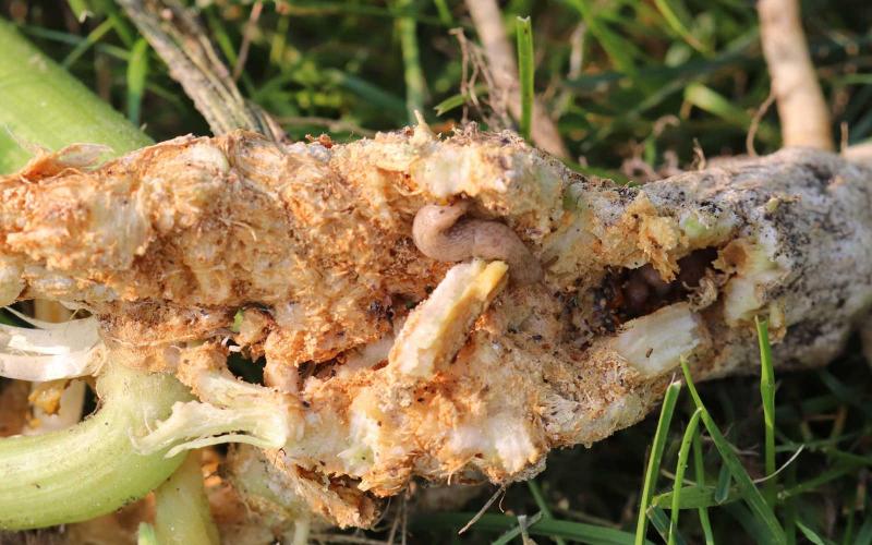 Woody looking zucchini plant stem.