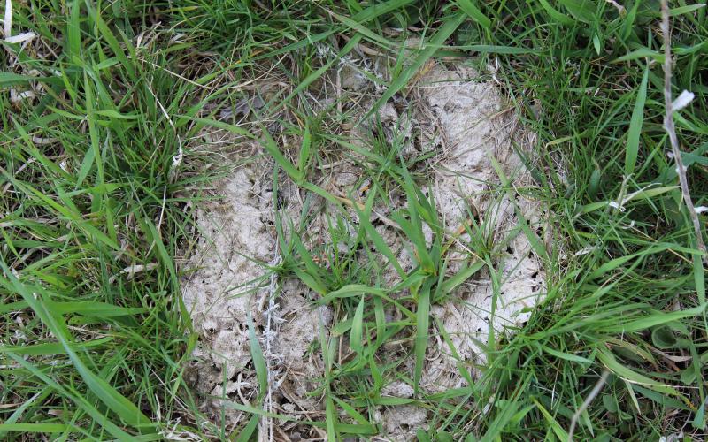 A patty of dung with several holes in it and grass growing through it. It has been broken down by dung beetles.