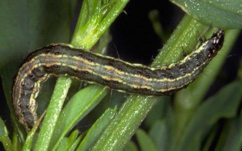 Green caterpillar with light colored stripe on back. Caterpillar is feeding on green plant.