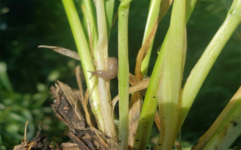 Green wheat stems with a gray slug feeding on them.