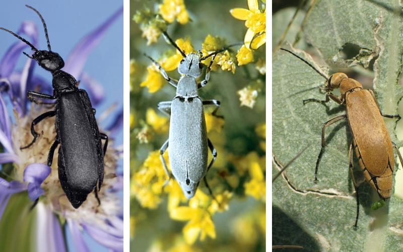 Three photos of blister beetles. The first is a black colored blister beetle on a purple flower. The second is a gray colored blister beetle on yellow flowers. The third is an orange-brown colored blister beetle feeding on a green leaf.