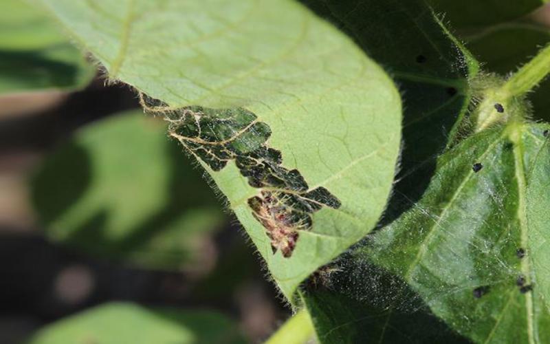 Black caterpillar feeding on green soybean leaf.
