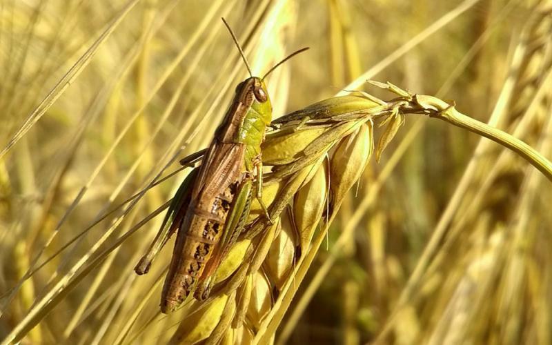 Green and yellow grasshopper resting on a head of wheat.