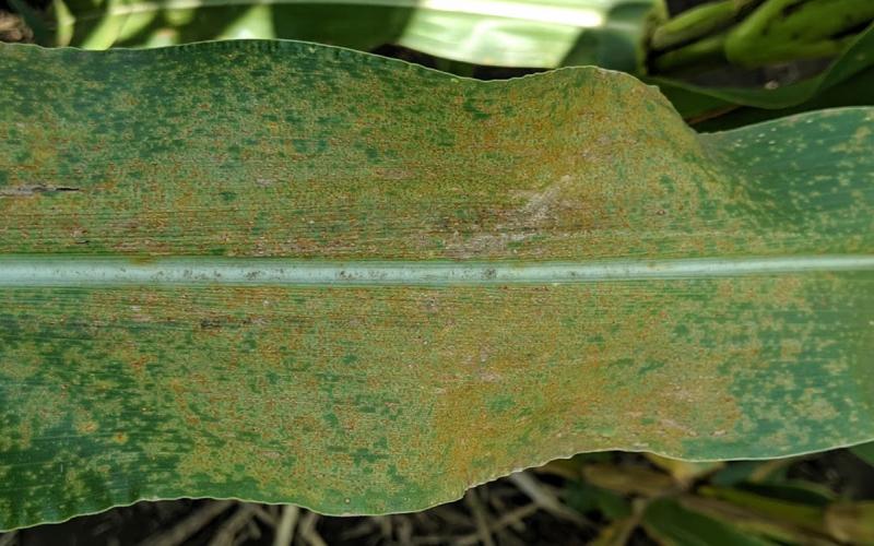A mostly green corn leaf that is in brown to yellow markings caused by southern rust.