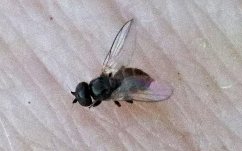 Small black fly on pale skin.