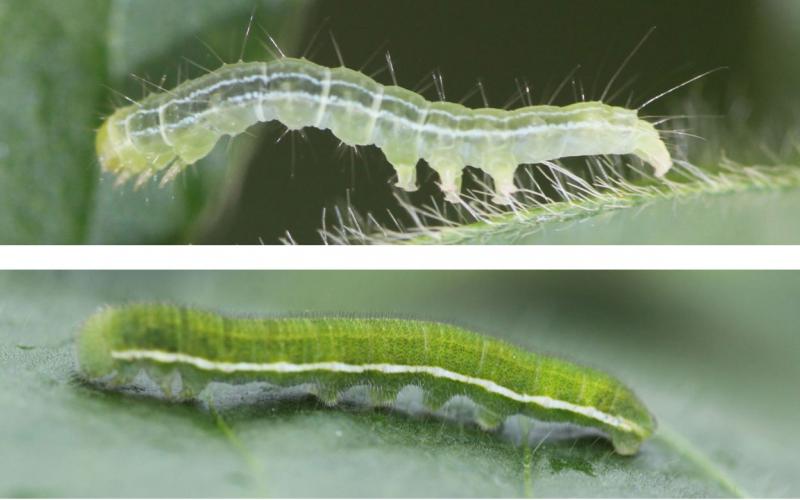 Two caterpillars feeding on soybeans. Top: Green cloverworm caterpillar. Bottom: Alfalfa caterpillar.