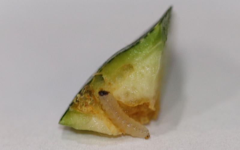 Sideview of cut zucchini showing a small white caterpillar with a black head.