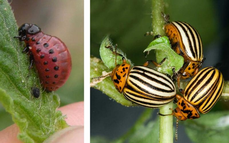 Left: Red larvae with black spots and black head on green leaf. Right: Orange beetles with white elytra with many black lines on each side.