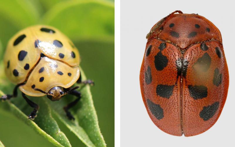 Left: Yellow beetle with black spots present on a green leaf. Right: Red beetle with black spots.