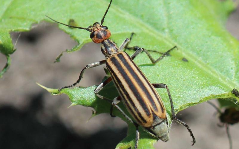 Orange beetle with black stripes and a red head on a green leaf.