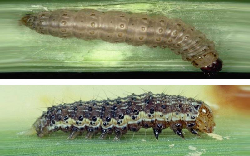 Top: Tan caterpillar with dark brown head on corn stalk. Bottom: Black caterpillar with light stripes and yellow-brown head capsule. Caterpillar also has small spines on body segments.