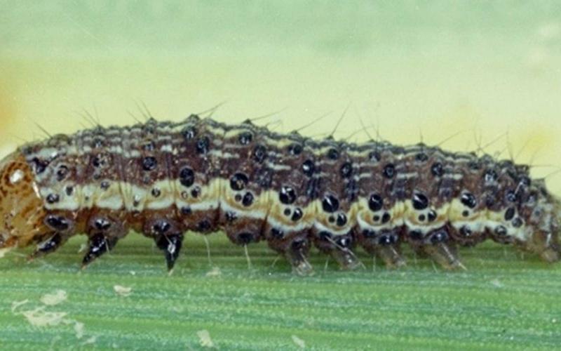 Black caterpillar with light stripes and yellow-brown head capsule. Caterpillar also has small spines on body segments.