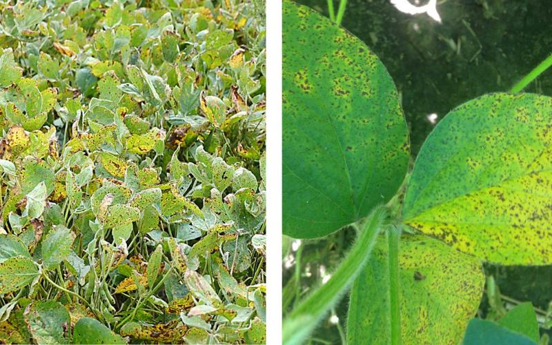 Left: Green soybean plants covered with yellow and brown spots indicative of frogeye leaf spot infection.  Right: Green soybean trifoliate that is covered in brown spots.
