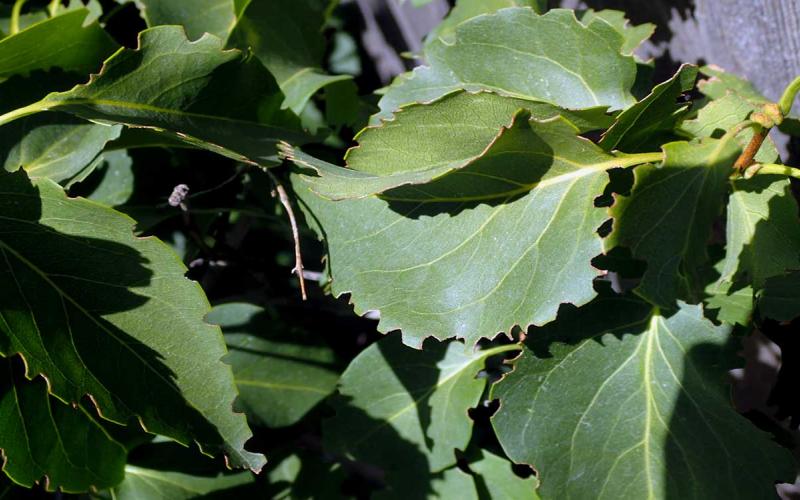 Green leaves with notches along the edges