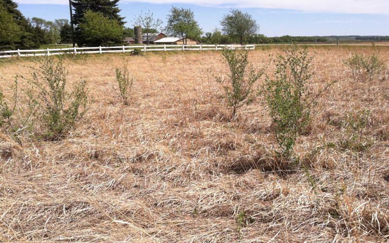 Grassland with a large amount of dried brush and fuel for burning.