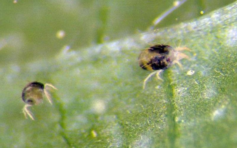 Green leaf with two yellow spider mites with dark spots.