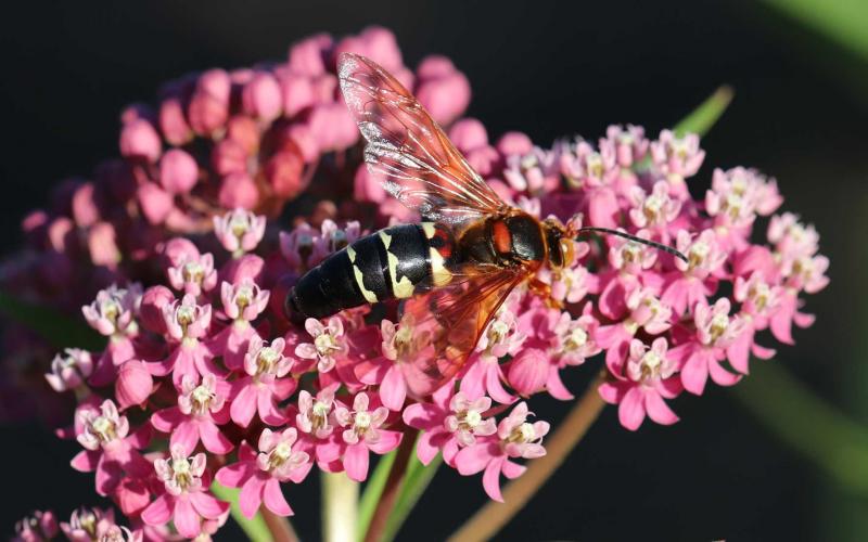 A large wasp on a pink flower.