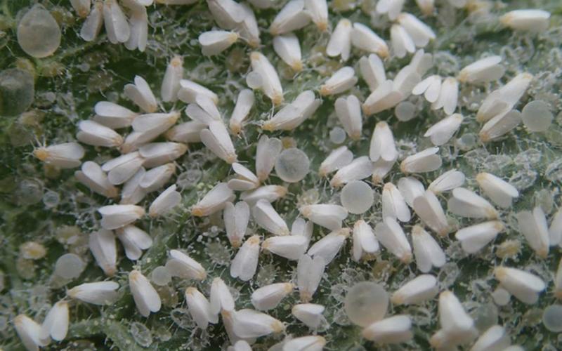 Small white insects with tent like wings present on a green leaf.