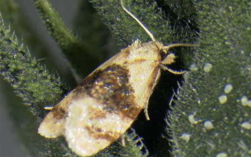 Cream colored moth with a dark brown band in the middle of its body.