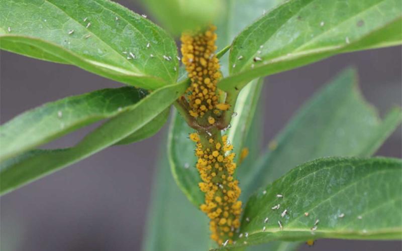 Bright yellow insects present on the stem of a milkweed plant.