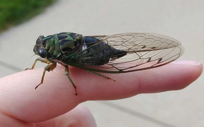 Brown and green insect with clear wings that are folded over its body like a tent.