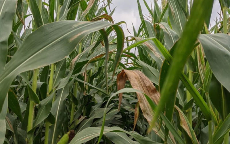 Tan-gray Goss’s bacterial blight lesions were observed in scouted corn fields.