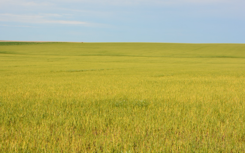Wheat field that is light green, but most of the field is yellow. Yellowing is due to infection of Wheat streak mosaic virus.