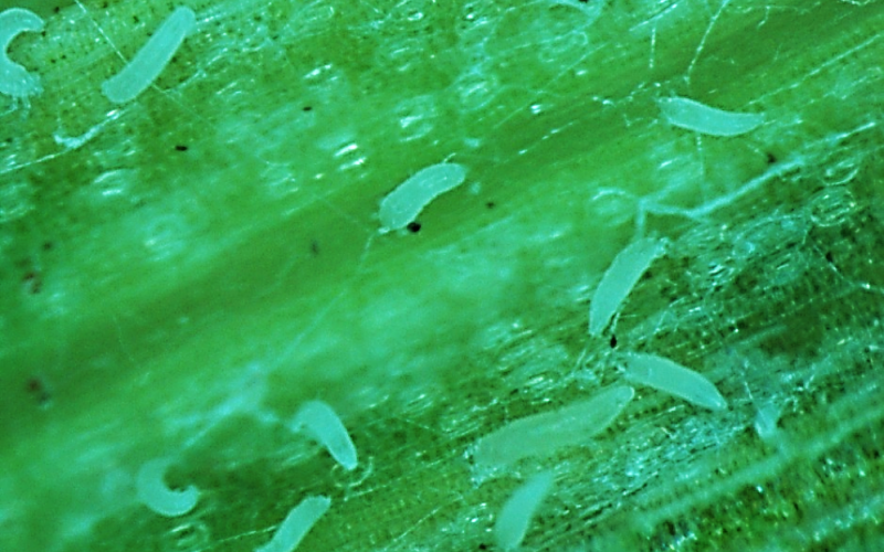 Small white cylindrical mites on a wheat leaf.