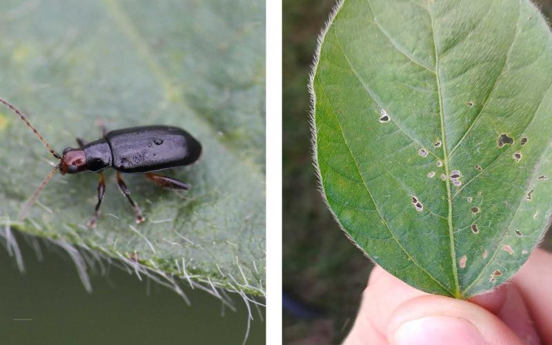 Left: Black beetle with a red head on soybean leaf. Right: Green soybean leaf with small holes near the center and edges.