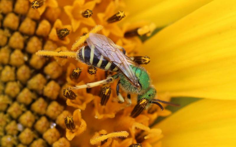 Green bee on yellow flower.