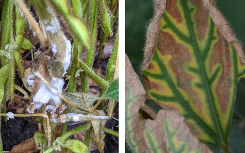 Left: A soybean plant with cotton white mycelia girdling the lower portions of the stem amidst healthy soybean plants. Right: A soybean field with some plants having yellowing leaves due to sudden death syndrome infection.