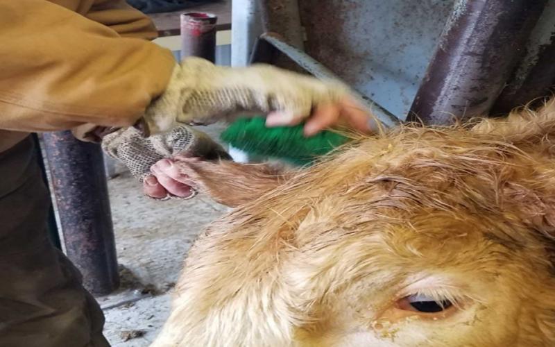 Rancher cleaning a cow's hear before applying an implant.