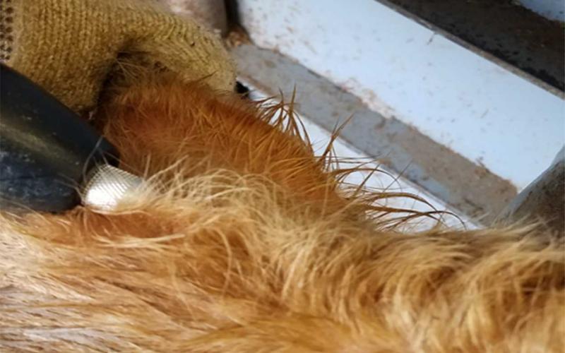 Meat Inspection in South Dakota Requirements and Resources