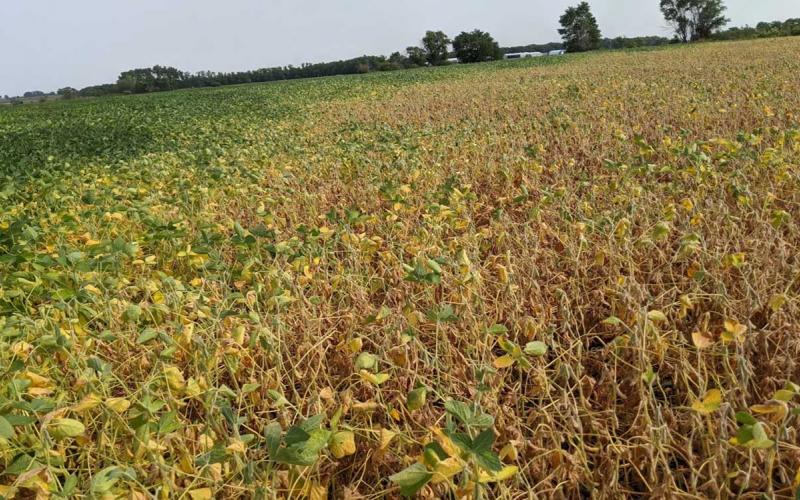 A soybean field with plants yellowing and dropping leaves in larger portion of the field while the rest of the field has green soybean plants.