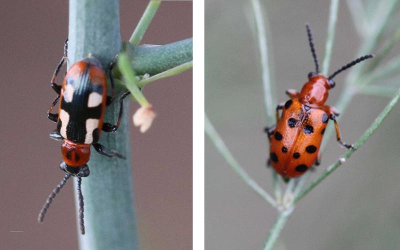 Left: Common asparagus beetle adult. Right: Twelve-spotted asparagus beetle adult.