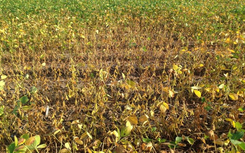 A soybean field showing plants in a circular pattern killed charcoal rot.