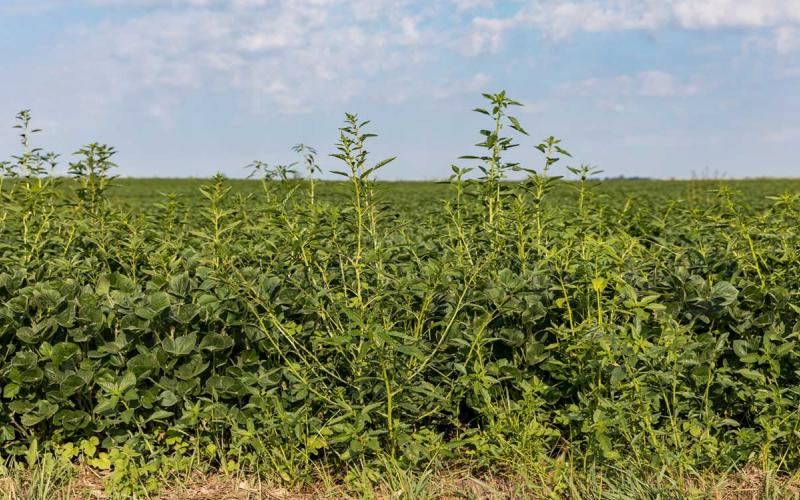Waterhemp growing at he edge of a soybean field nearing harvest.